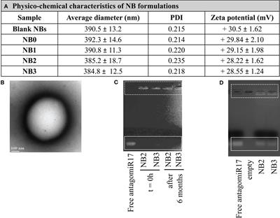 Targeted chitosan nanobubbles as a strategy to down-regulate microRNA-17 into B-cell lymphoma models